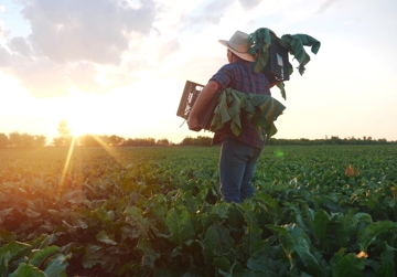 Van regeneratieve landbouw naar regeneratieve samenleving