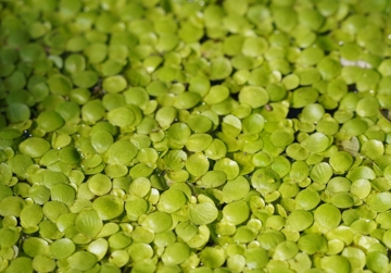 Duurzame eiwitten: Eendje meer