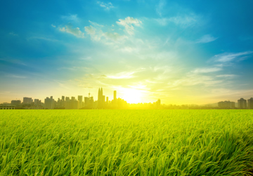 Voedsel voor de Metropool