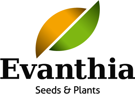 Evanthia Evanthia