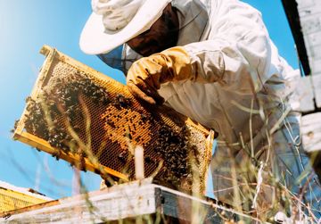 Duurzame bestrijding van de Varroamijt 