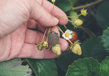 Biotoetsen voor de teelt van weerbare gewassen