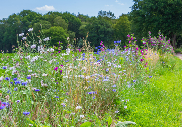 Duurzame biodiversiteitsmonitoring 