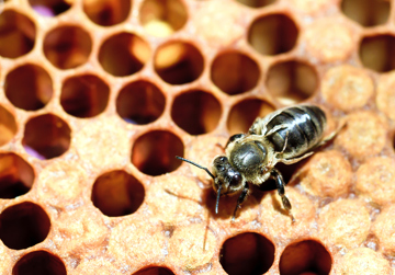 Zoonoses van insecten