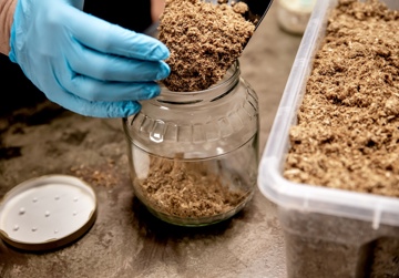 Mycelium in voedsel en materialen