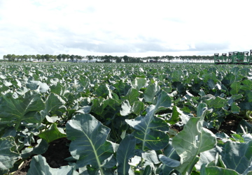 Smart Farming Broccoli