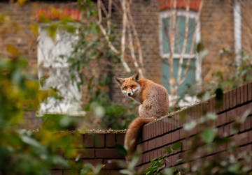 Biodiversiteit in de stad