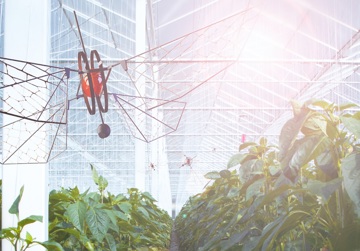 Flappy: innovatieve plaagbestrijding met drones in verticale tuinbouw