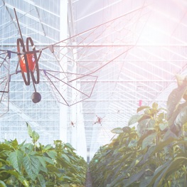 Flappy: innovatieve plaagbestrijding met drones in verticale tuinbouw
