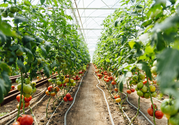 Hernieuwbare grondstoffen uit plantenstengelsap