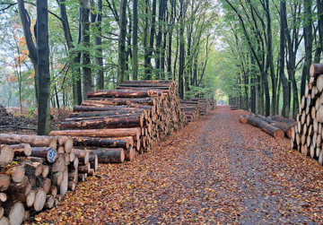 Hoogwaardig houtgebruik in de bouw